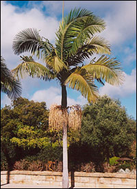 King Palm Trees