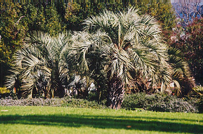 Pindo or Jelly Palm
