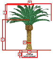 Anatomy of a Canary Palm