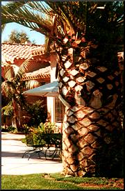 Excess bark on Canary Palm
