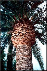 Traditional pineapple cut on Canary Palm