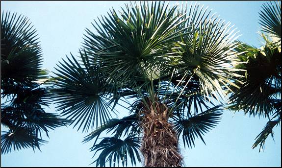 Chinese Fan Palm