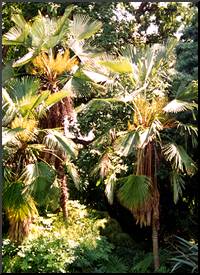 The Chinese Fan Palm
