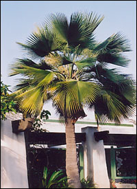 The Guadalupe Island Palm