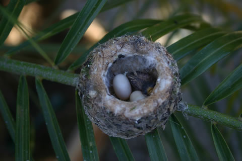 hummingbird