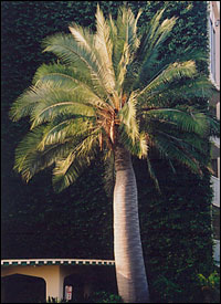 Canary Island Date Palm Trees