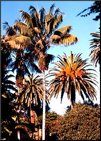 Kentia Palm Trees
