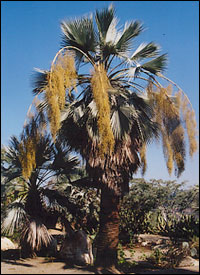 Mexican Blue Palm Trees