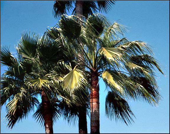 The Mexican Fan Palm, Skyduster Palm
