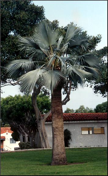 Mexican Blue Palm