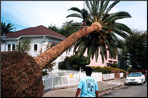 Palm Tree Flex