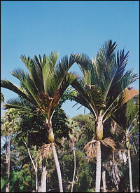 Canary Island Date Palm Trees