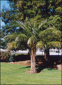 Canary Island Date Palm Trees