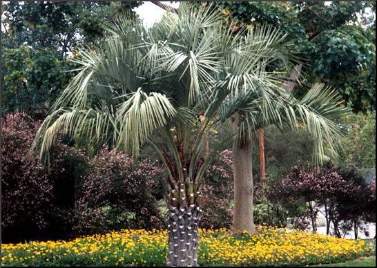 Pindo or Jelly Palm