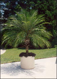 Pygmy Date Palm Trees