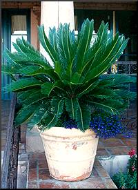 Sago Palm Trees