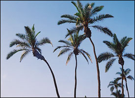 Senegal Date Palm Trees