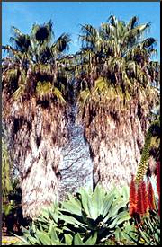 Unskinned Washingtonia filifera or robusta